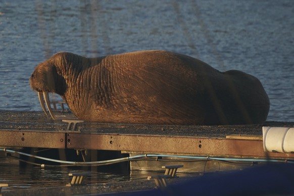 A walrus at the Royal Northumberland Yacht Club in Blyth, north east England, Monday Jan. 2 2022. (Owen Humphreys/PA via AP)