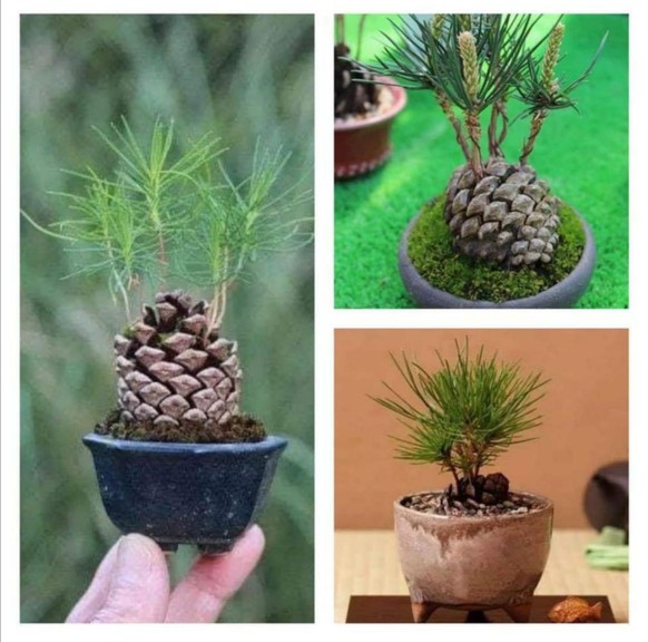 Wer fertig mit PICDUMP schauen ist, kriegt 1 Guezli! Hopp!\nWeihnachtsbaum für kleine Wohnung.
Tannzapfen setzen, wenig (!) Wasser.
Wuala🌲