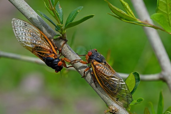 17 Jahre Brood X periodische cicadas aufgetaucht. Alle 17 Jahre tauchen sie vom Boden auf und schmolzen in ihre erwachsene Form und ihren Partner. Neu geschlüpfte Zicada-Nymphen fallen von Bäumen und  ...