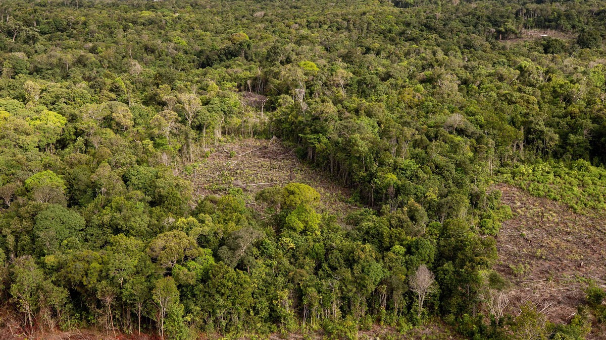 Regenwald Brasilien