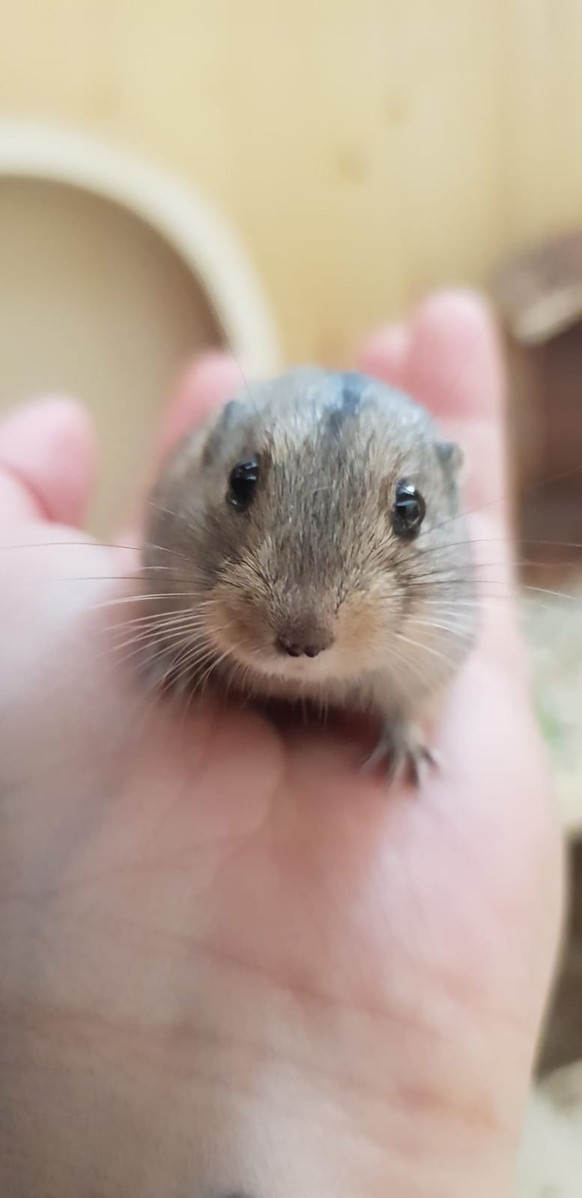 Über 50 Tiere für ganz, ganz, ganz (ganz) viel gute Laune
Übrigens bleibt Pascal halt nun bei nem halben Punkt 😜 weil eben keine Lemminge...