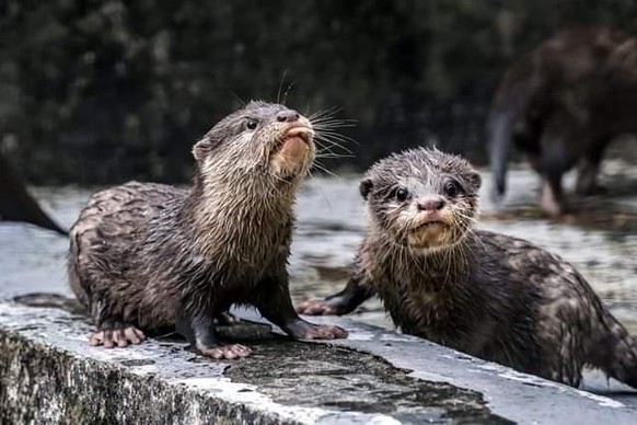 otter tier animal cute news

https://www.reddit.com/r/Otters/comments/pxtlro/siblings/