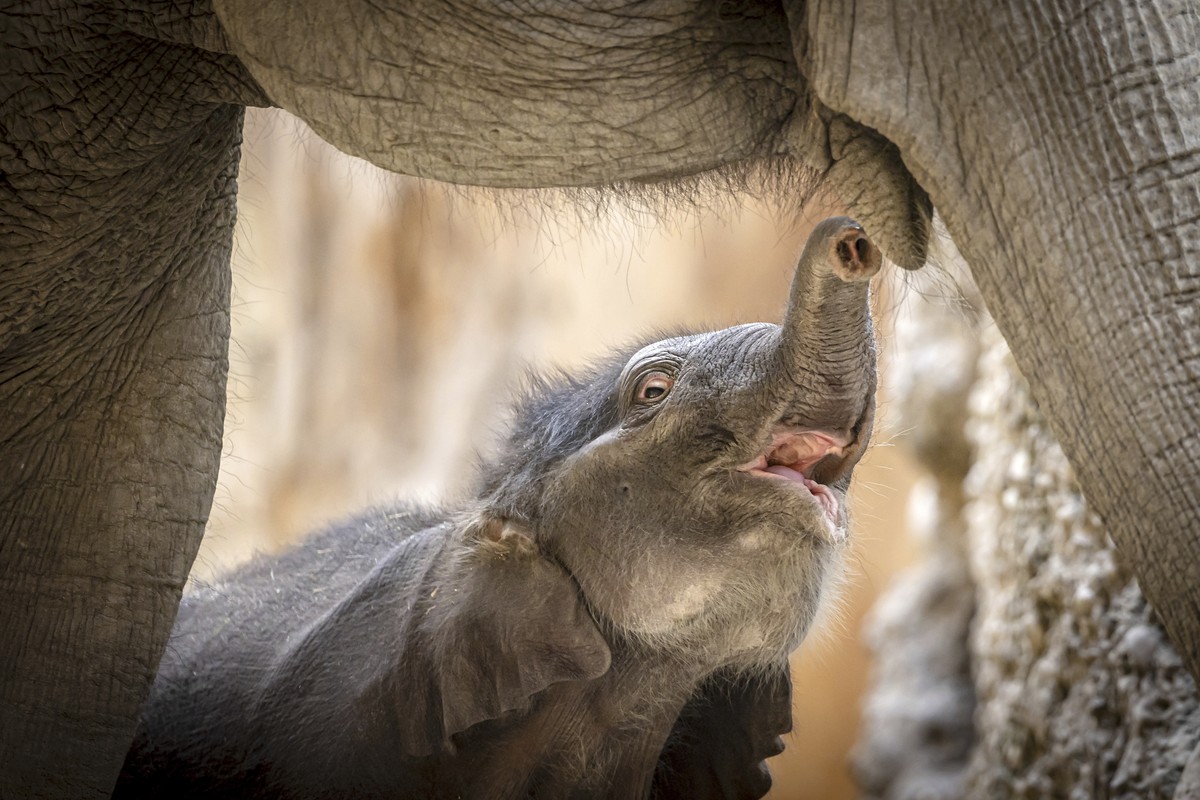 Elephant calf Zali, born on Saturday, stands next to its mother Farha on Wednesday, April 23, 2025 at Zurich Zoo in Zurich, Switzerland. (Michael Buholzer/Keystone via AP)
Switzerland Elephant