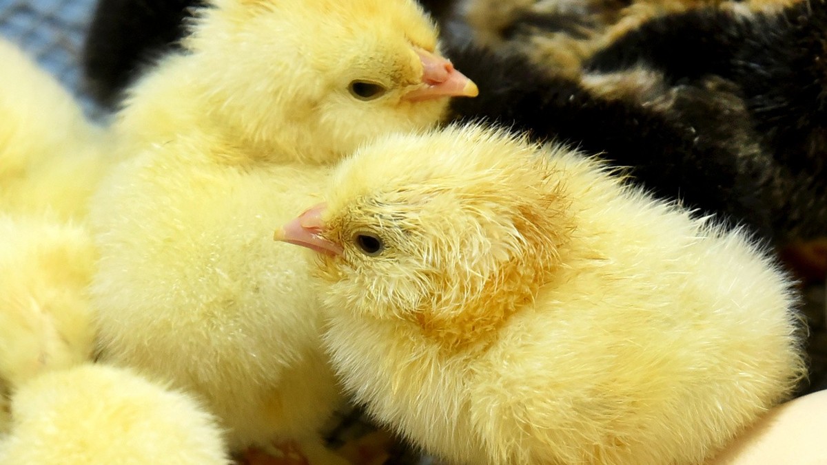 M-nnliche-K-ken-werden-ab-2025-schon-vor-dem-Ausbr-ten-aussortiert
