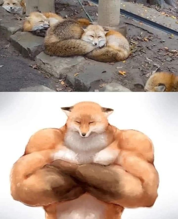 PICDUMP 421 вЂ“ herein, herein!\nMuki Fux! рџ’Єрџ¦Љ