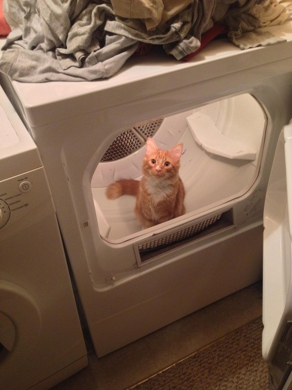 Katze im Wäschetrockner/Tumbler
http://imgur.com/gallery/fwvJ5xk