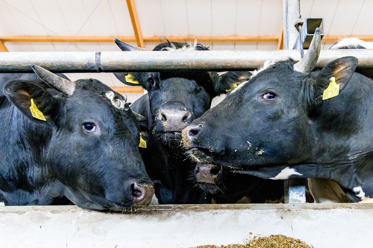ARCHIV - 15.05.2026, Brandenburg, Herzberg: Bullen stehen in einem Stall der Agrargenossenschaft Gr臟endorf eG. (zu dpa: ｫShamonda-Virus breitet sich aus - wie gef臧rlich es istｻ) Foto: Frank Hammerschm ...