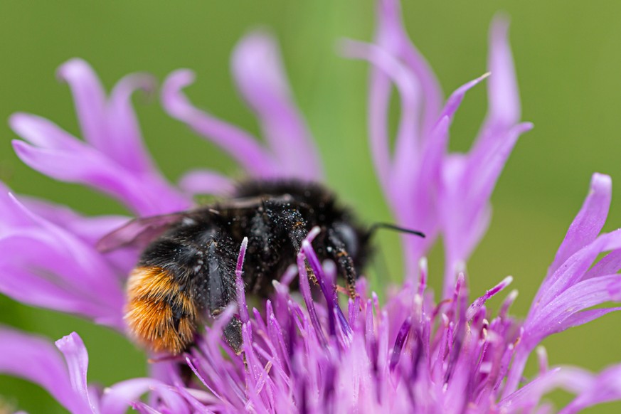 Steinhummel