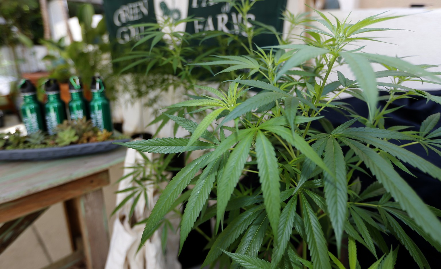 FILE - In this Sept. 28, 2017, file photo, Marijuana plants are displayed at the Green Goat Family Farms stand at &quot;The State of Cannabis,&quot; a California industry group meeting in Long Beach,  ...