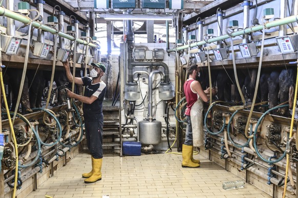 Workers milk buffalos at the Garofalo farm near Ciorlano, Southern Italy, Thursday, July 23, 2020. Italyて mozzarella industry is taking a heavy blow due to the Covid-19 pandemic. Overall there has be ...