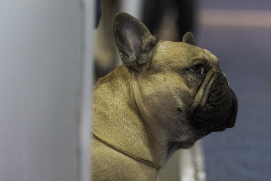 epa06537219 A show dog waits before being shown to the jury during the Winter Dog Show international dog exhibition in Budapest, Hungary, 17 February 2018. EPA/Marton Monus HUNGARY OUT