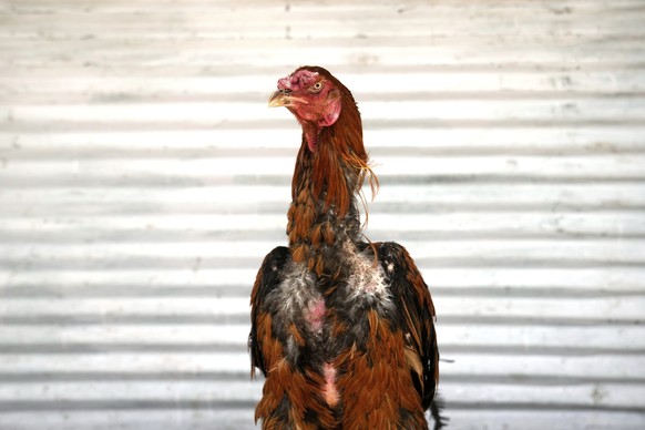 A fighting rooster named Taj Kofte stands after being posed for a photo at the bird market. Friday, June 13, 2025, Kabul, Afghanistan. (AP Photo/Ebrahim Noroozi)
Afghanistan Cockfighting Photo Gallery