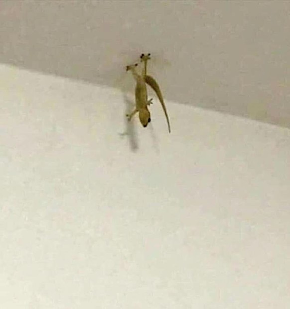 cute news tier gecko

https://ch.pinterest.com/pin/4151824650763681/