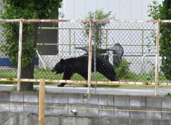 A bear walks on the premises of an office in Fukushima, Japan, Tuesday, June 2, 2026. (Kyodo News via AP)
Japan Bear Attack