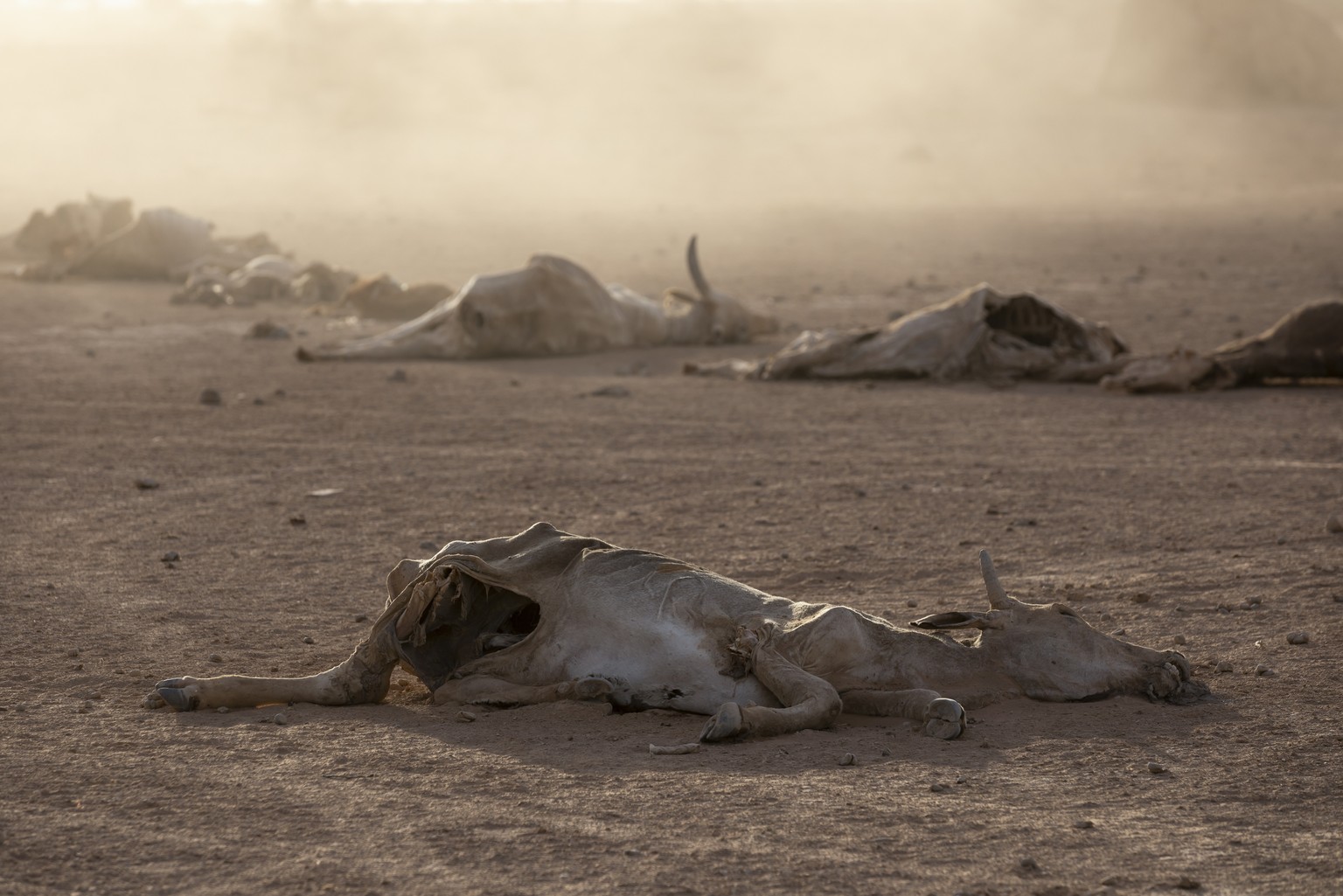 Animal carcasses are seen at Gabi&#039;as village, northeast of the town of Gode, in the Shabelle zone of the Somali region of Ethiopia Friday, Jan. 21, 2022. In Ethiopia&#039;s Somali region, people  ...