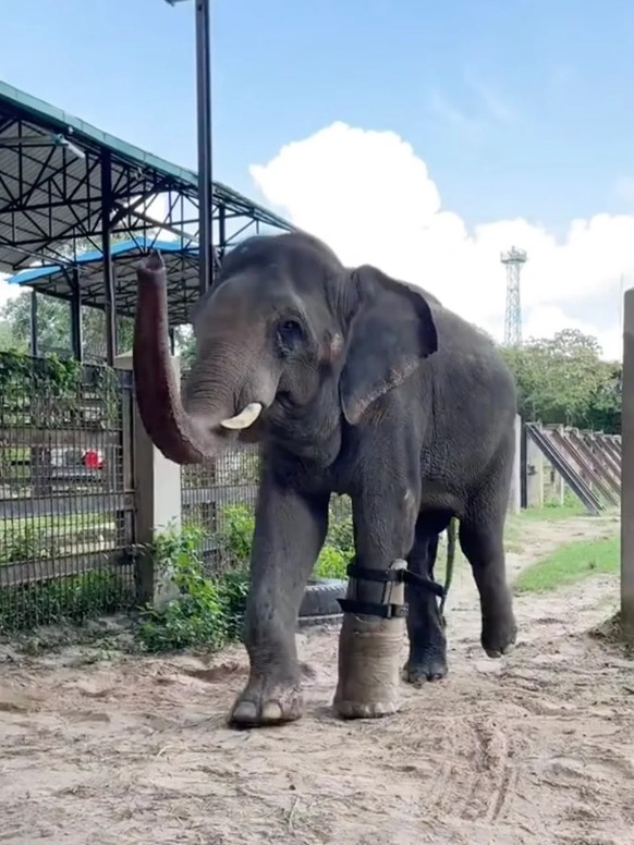cute news animal elephant https://www.reddit.com/r/Elephants/comments/13vmsvj/elephant_who_lost_foot_to_cruel_snare_trap_walks/