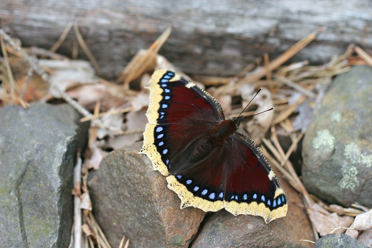 Trauermantel Schmetterling
