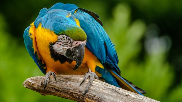 Papagei Ara (Shutterstock)