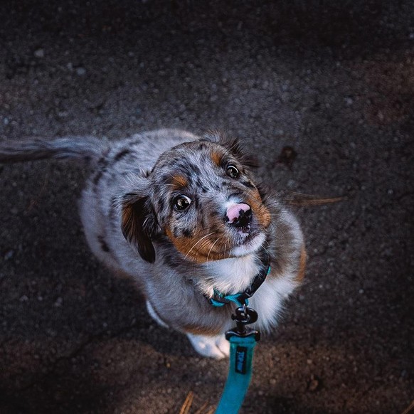 cute news animal tier dog

https://www.reddit.com/r/aww/comments/rbex9b/love_at_first_sight/