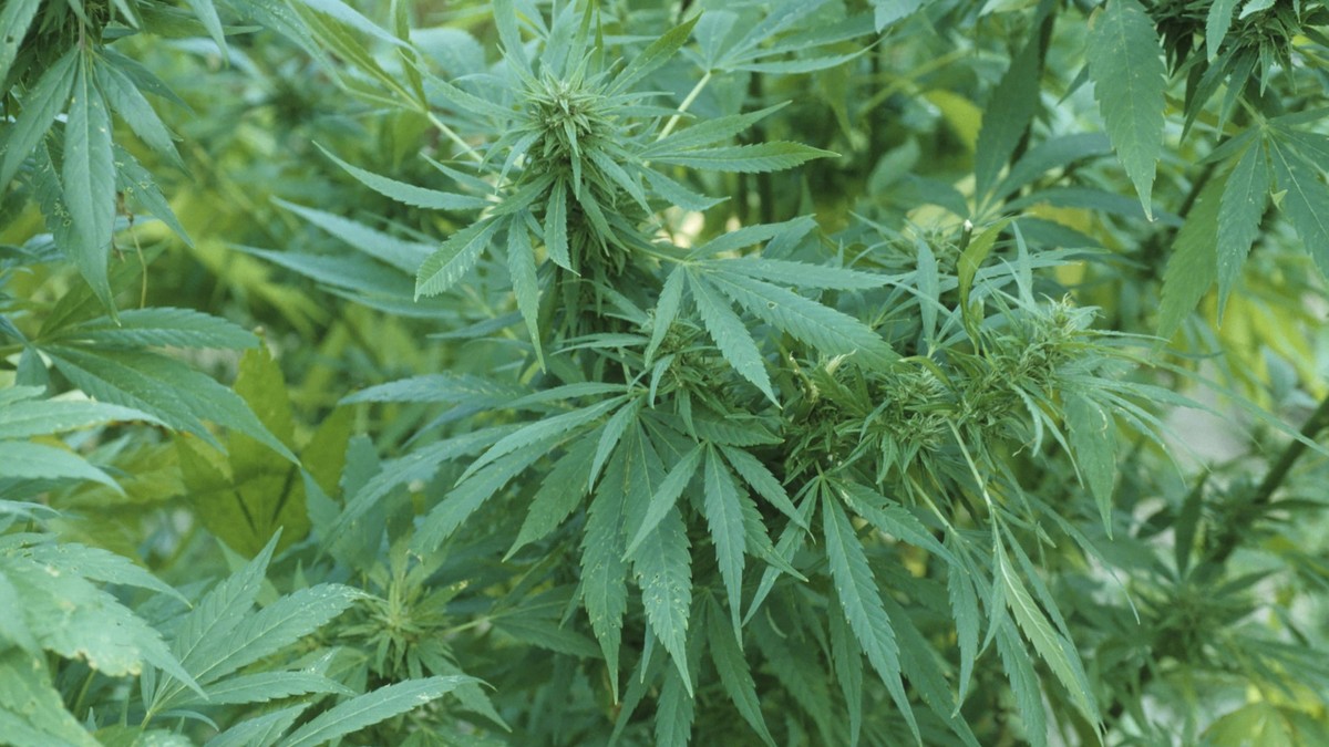 Im-Kanton-St-Gallen-startet-eine-breit-angelegte-Cannabis-Studie