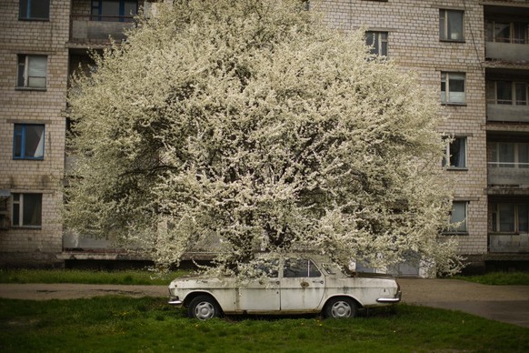 FILE - A car is parked under a tree in partially abandoned Chernobyl town, Ukraine, Tuesday, April 26, 2022. (AP Photo/Francisco Seco, File)