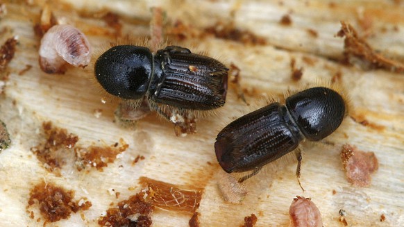 ** ARCHIV ** Borkenkaefer krabbeln neben Larven am 30. Juli 2007 in der Naehe von Ziegenrueck entlang eines Baumstammes. Extremer Borkenkaefer-Befall gefaehrdet akut die thueringischen Waelder. Die re ...