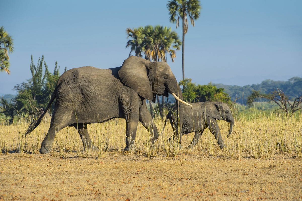 African bush elephant (Loxodonta africana) mother with calf, Liwonde National Park, Malawi, Africa PUBLICATIONxINxGERxSUIxAUTxONLY Copyright: MichaelxRunkel 1184-110

African Bush Elephant Loxodonta a ...