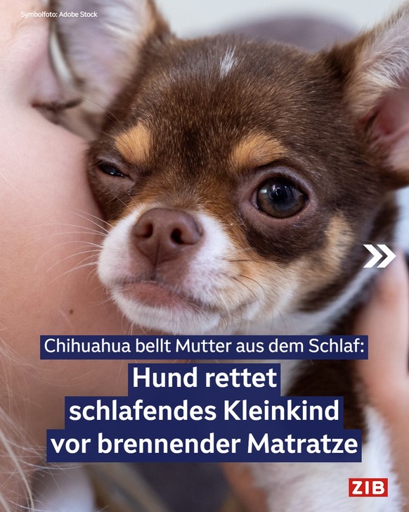 Good News: Chihuaua rettet Leben