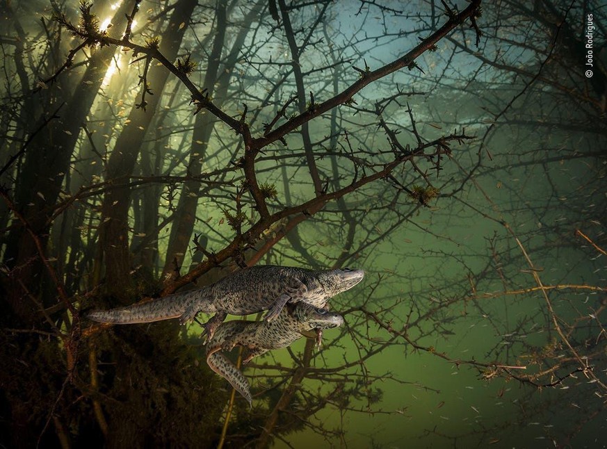 Wildlife Photographer 2021 (Bilder nur für die Siegerstory verwenden!!!)