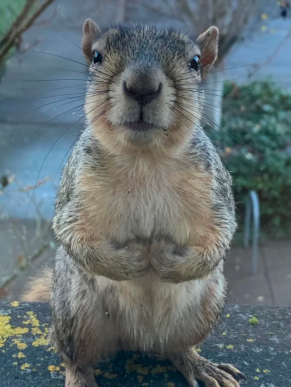 Eichhörnchen