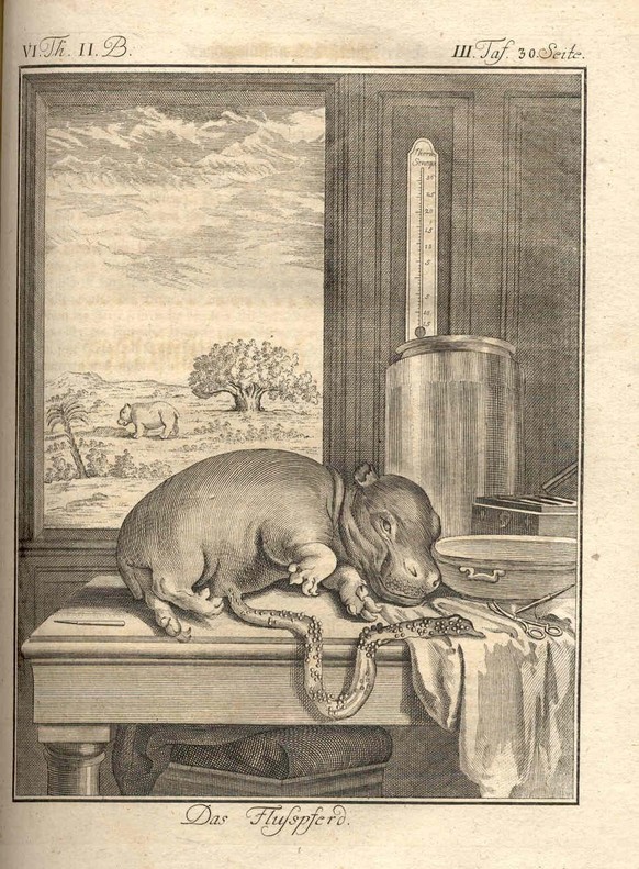 Das Flusspferd mit anatomischen Instrumenten. Kupferstich in Georges-Louis Leclerc de Buffons «Allgemeine Historie der Natur», Leipzig 1767.