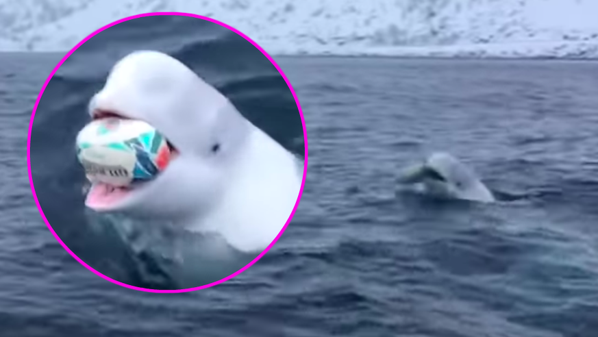 Der Beluga mit dem Spielball der WM 2019.