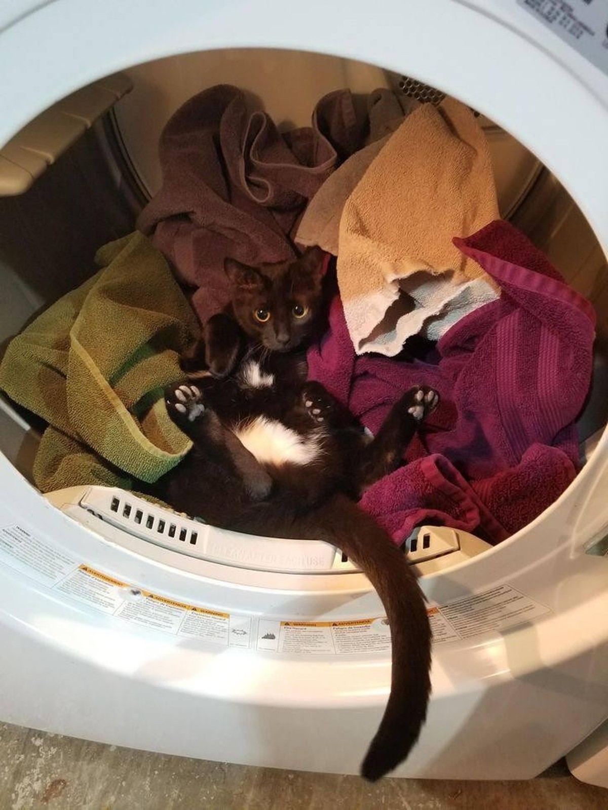 cute news tier katze

https://imgur.com/gallery/eSuL8aK