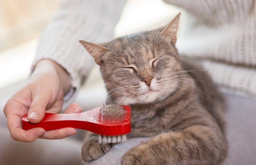 Mit diesen Tipps bleibt das Fell deiner Katze flauschig und gesund