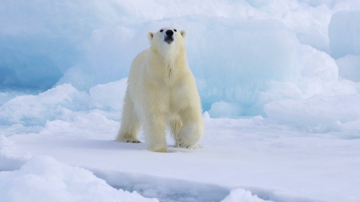 Einsamer Eisbär Ursus maritimus bei der Jagd auf dem Packeis, wobei er den Geruch seiner Beute im Arktischen Ozean entlang der Küste von Spitzbergen, Norwegen, aufnimmt, Europa Lone polar bear Ursus m ...