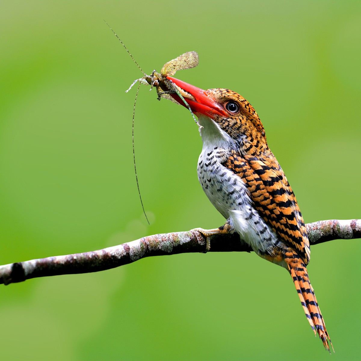 Insektenfressende Vögel: Wellenliest (Lacedo pulchella) mit Beute.