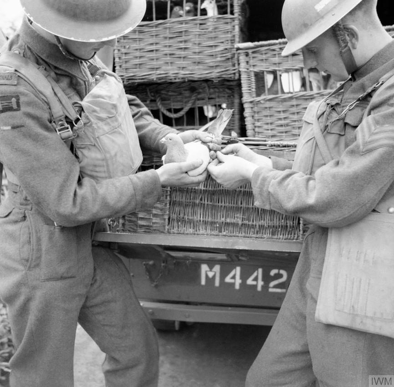 Pigeons and dogs, often able to navigate battlefields more quickly and easily than humans, were trained to carry messages. This task was especially important when technology failed or when other forms ...