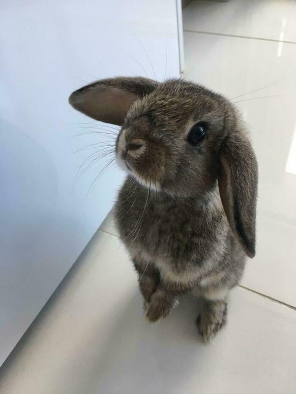 cute news animal tier hase

https://imgur.com/t/aww/iquF8PJ