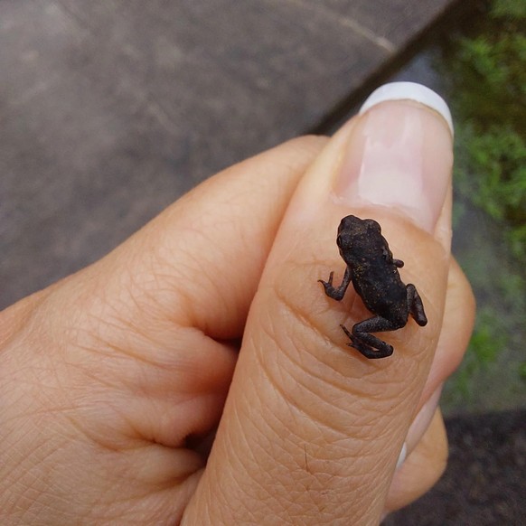 cute news tier frosch

https://www.reddit.com/r/frogs/comments/135e3wd/saw_this_little_one_yesterday/