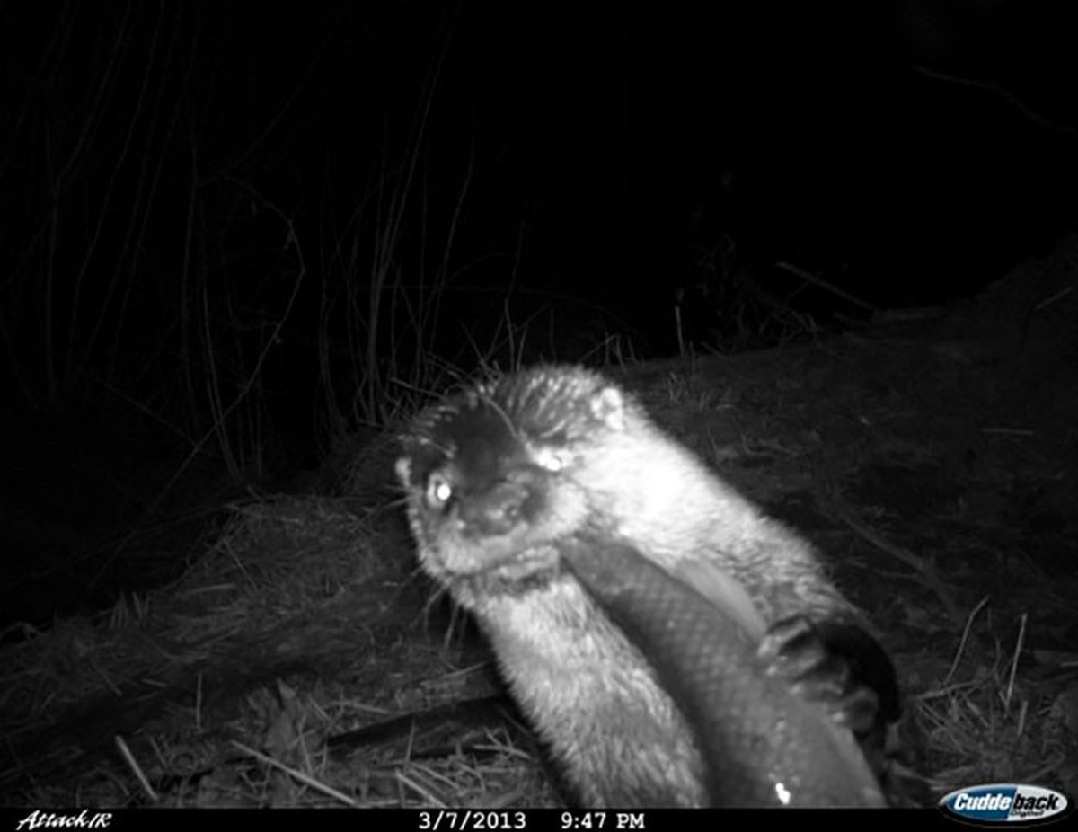cute news tier otter