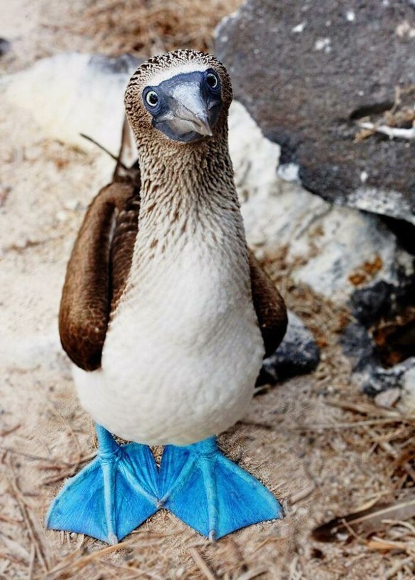 cute news pinguin

https://old.reddit.com/r/photoshopbattles/comments/b4e928/psbattle_a_blue_footed_booby/