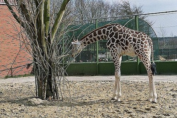 Giraffe im Jyllands Park Zoo