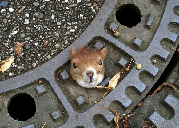 HANDOUT - Ein Eichhörnchen steckt am Sonntag (05.08.2012) in einem Gullydeckel auf einer Straße in Isernhagen (Region Hannover) fest. Benachrichtigte Polizisten versuchten zunächst, den Kopf des Tiere ...