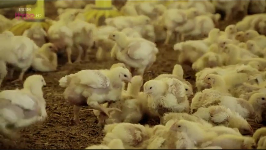Kfc In Der Schweiz 5 Fakten Zur Geflugelhaltung Watson