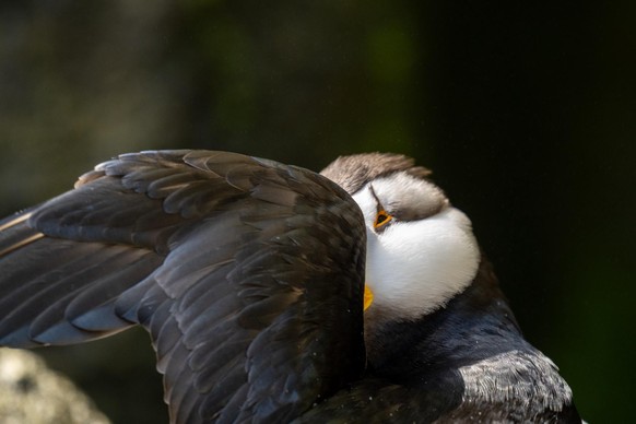 cute news tier vogel

https://imgur.com/gallery/just-cute-little-puffin-cDsXbm1#/t/aww