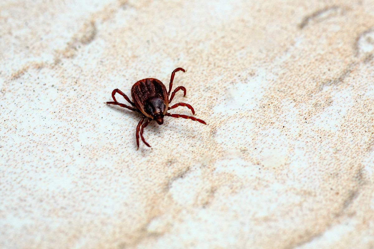 A true ixodid mite blood sucking parasite carrying the acarid disease sits on a On a white field on a hot summer day, hunting in anticipation of the victim xkwx mite, animal, arachnid, bite, blood, da ...