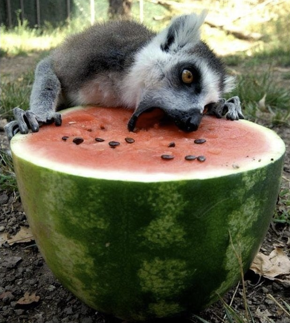 Die lustigsten Tierbilder der Woche: Lemur isst Wassermelone