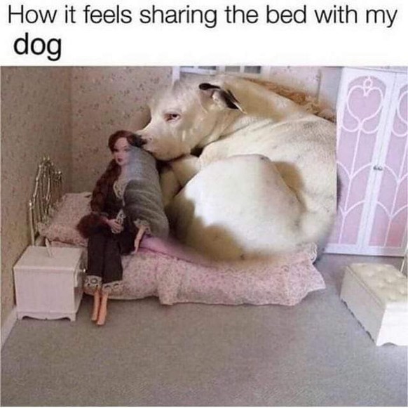 Funny and beautiful dog memes for World Dog Day 2023