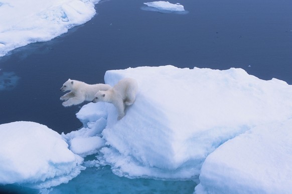 MANDATORY CREDIT: Paul Goldstein/Exodus/Rex Features
Mandatory Credit: Photo by Paul Goldstein/Exodus/REX (4438904q)
Polar bears
Polar bears for International Polar Bear Day, Spitsbergen, Norway -  ...