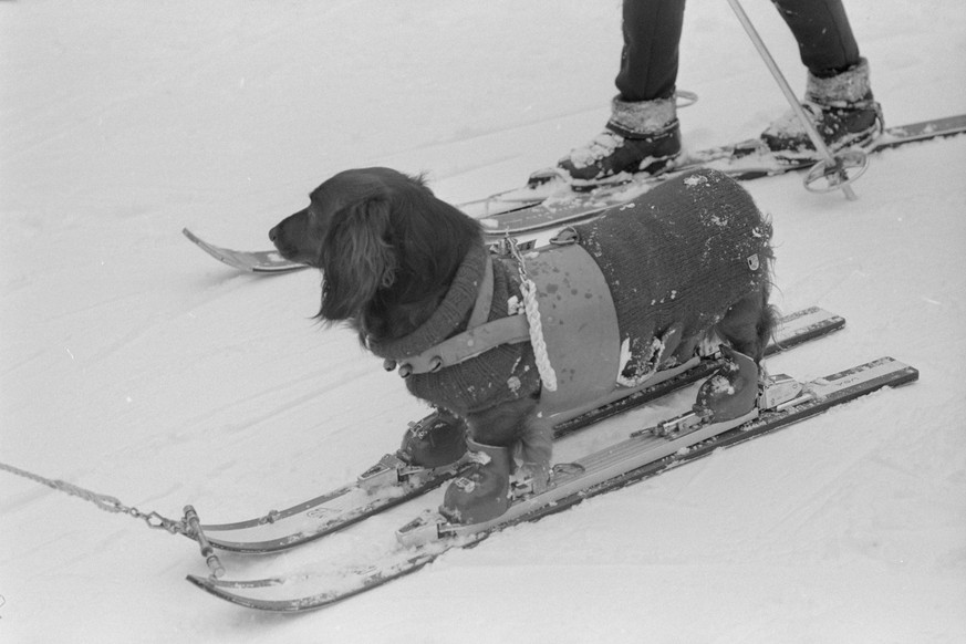 Was es nicht alles gibt: ein skifahrender Dackel in Davos.